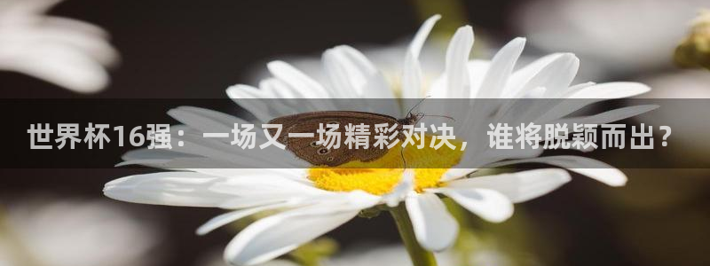 世界杯预选赛欧洲赛区赛程：世界杯16强：一场又一场精彩对决，谁将脱颖而出？